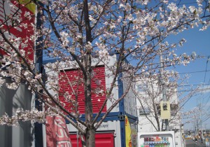 篠崎の桜