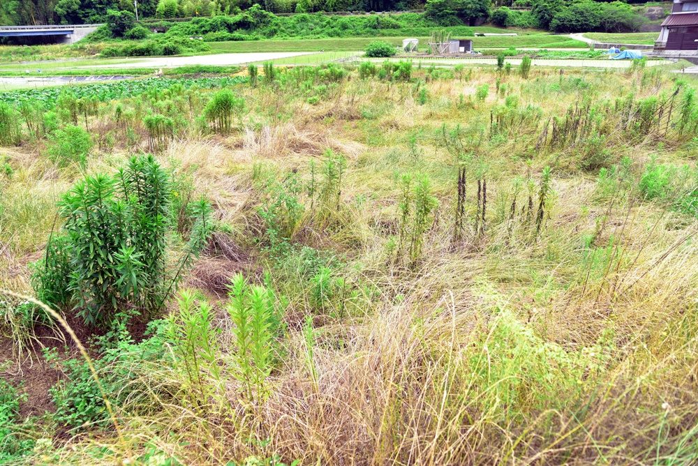農地活用せずに放置するリスク